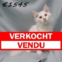Maine Coon 060325 M (HU5435) 260625 verkocht - vendu.jpg