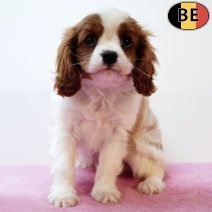 Cavalier King Charles 140625 F(BE1761) 140825.jpg