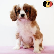 Cavalier King Charles 140625 F(BE1395) 140825.jpg