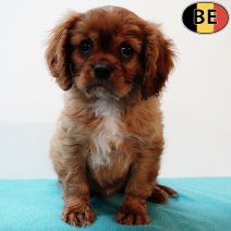 Cavalier King Charles 140625 M(BE4799) 140825.jpg