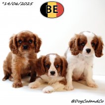 Cavalier King Charles pups geboren 140625 (BE).jpg