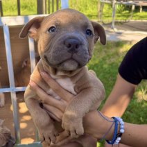 American Pocket Bully pups (HU) eind sept 2025 (5).jpg