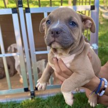 American Pocket Bully pups (HU) eind sept 2025 (4).jpg
