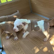 American Pocket Bully pups (HU) eind sept 2025 (3).jpg
