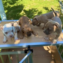 American Pocket Bully pups (HU) eind sept 2025 (2).jpg