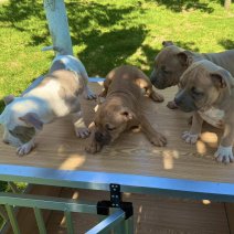 American Pocket Bully pups (HU) eind sept 2025 (1).jpg