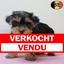 Yorkshire Terrier 060625 F(BE7033) 030825 verkocht - vendu.jpg