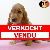 Engelse Cocker 050625 F(BE4255) 080825 verkocht - vendu.jpg