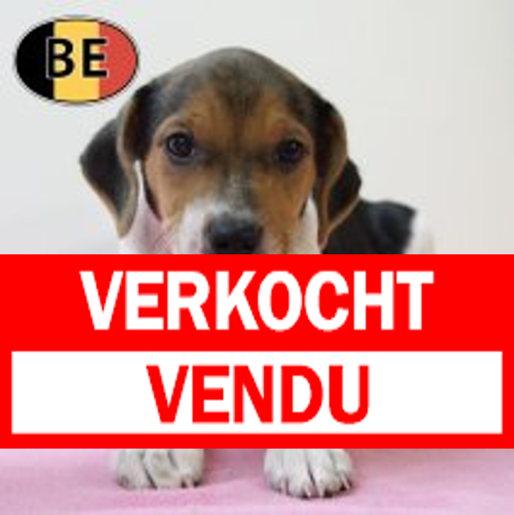 Belgische Fox 100625 F (BE6943) 150825.JPG