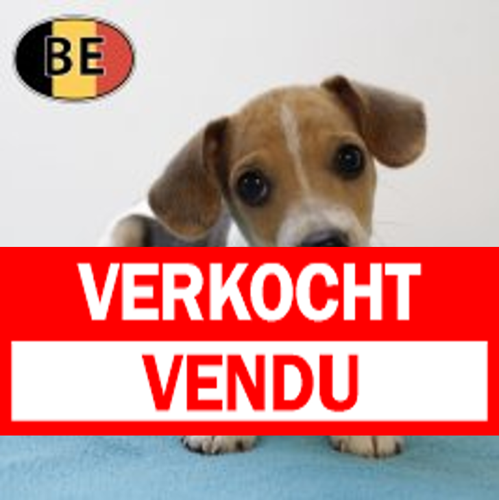 Belgische Fox 100625 M (BE6659) 150825.JPG