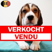 Beagle 190425 M(BE6599) 110725 verkocht - vendu.jpg