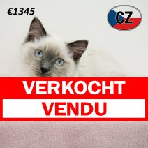 Ragdoll 190325 F (CZ2426) 230725 verkocht - vendu.jpg