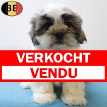 Shih Tzu 290525 M(BE6772) 030825 verkocht - vendu.jpg