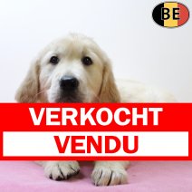 Golden Retriever 050625 F(BE9773) 030825 verkocht - vendu.jpg