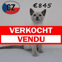 X blauwe Rus 160425 M (CZ3062). 120825 verkocht - vendu.jpg