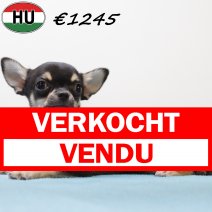Chihuahua 040425 M (HU3290) 300725 verkocht - vendu.jpg