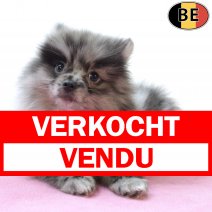 Keesje 010625 F(BE4759) 080825 verkocht - vendu.jpg
