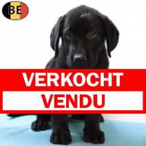 Labrador Retriever 010625 M(BE9807) 030825 verkocht - vendu.jpg