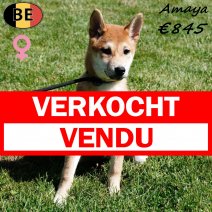 Shiba Inu Amaya 210325 F(BE6575) 110725 verkocht - vendu.jpg