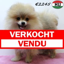 Pomeriaan 050425 F (HU3231) 300725 verkocht - vendu.jpg
