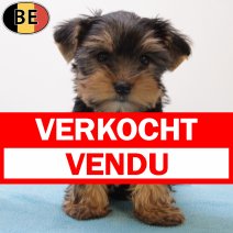Yorkshire Terrier 060625 M(BE6834) 030825 verkocht - vendu.jpg