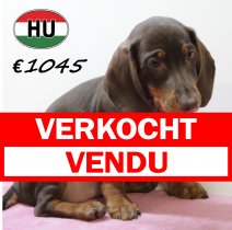 Teckel 020425 V (HU3246) 300725 verkocht - vendu.jpg