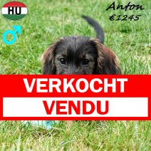 Teckel Ruwhaar Anton 030325 M(HU1284) 190725 verkocht - vendu.jpg