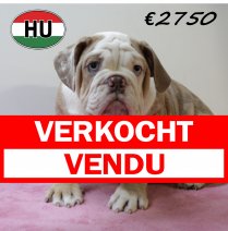 Engelse Bulldog 050425 F (HU3221) 300725 verkocht - vendu.jpg