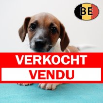 Jack Russell 100525 M (BE6992)230725 verkocht - vendu.jpg