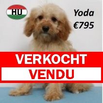 Cavapoo 010225 M(HU1172) 070625 verkocht - vendu.jpg