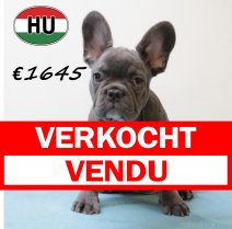 Franse Bulldog 140425 M (HU3276) 300725 verkocht - vendu.jpg