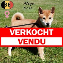 Shiba Inu Miyu 210325 F(BE6617) 110725 verkocht - vendu.jpg