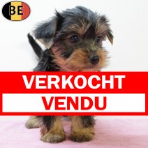 Yorkshire Terrier 050625 F(BE6744) 030825 verkocht - vendu.jpg
