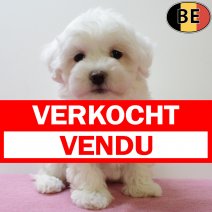 Maltezer 030625 F(BE6906) 030825 verkocht - vendu.jpg