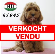 Cockapoo 070425 F (HU3250) 300725 verkocht - vendu.jpg