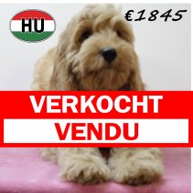 Cockapoo 070425 F (HU3253) 300725 verkocht - vendu.jpg
