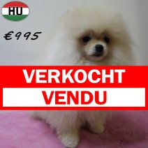Pomeriaan 050425 F (HU3229) 300725 verkocht - vendu.jpg