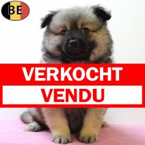 Kees 020625 F(BE6685) 030825 verkocht - vendu.jpg