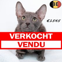 Cornish Rex 020525 M(BE6980) 160825.jpg
