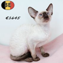 Cornish Rex 020525 F(BE6975) 160825.jpg