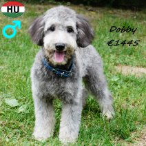Mini Aussiedoodle Dobby 280225 M(HU1224) 170825.jpg