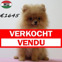 Pomeriaan 060425 F (HU3234) 300725 verkocht - vendu.jpg