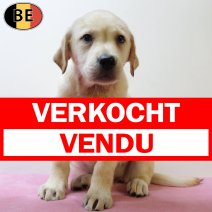 Labrador Retriever 010625 F(BE9978) 030825 verkocht - vendu.jpg