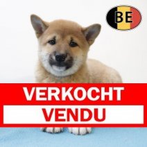 Shiba Inu 120625 M (BE6546) 130825 Verkocht - Vendu.jpg