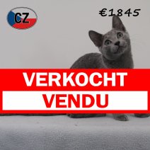 Blauwe rus 030425 M (CZ2424). 120825 verkocht - vendu.jpg