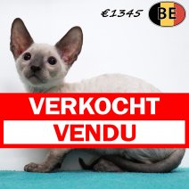 Cornish Rex 200425 M(BE6883) 060725 verkocht - vendu.jpg
