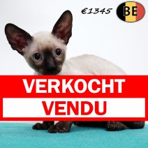 Cornish Rex 200425 M(BE6754) 060725 verkocht - vendu.jpg