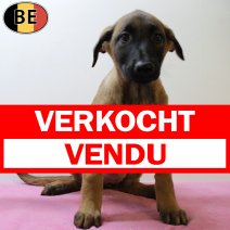 Mechelaar 050625 F(BE6823) 080825 verkocht - vendu.jpg
