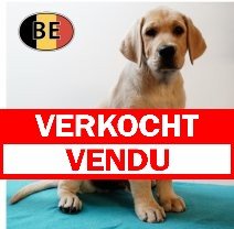 Labrador 030525 M (BE4654)180725 verkocht - vendu.jpg