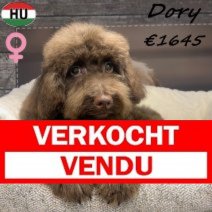 Mini Aussiedoodle Dory 280225 F(HU1228) 170825 Verkocht - Vendu.jpg